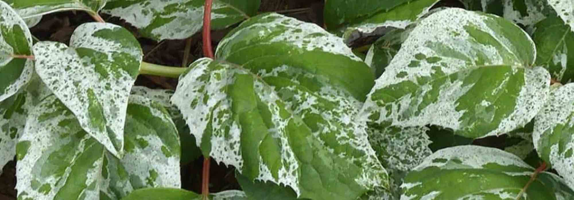 Adote trepadeiras de folhagem variegada para embelezar o jardim