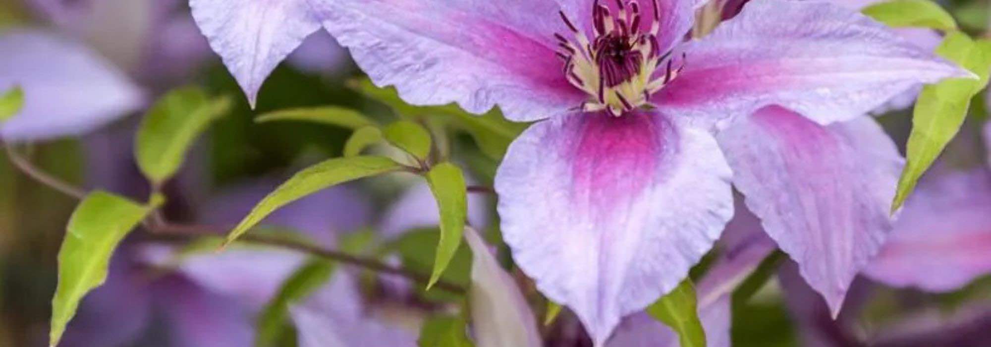 Cultive plantas trepadeiras com flores violetas para embelezar o jardim