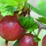 O cultivo da groselheira-espinhosa: quando, onde e como?