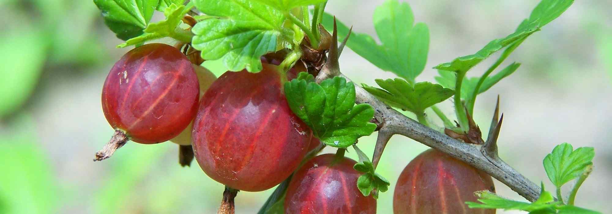 O cultivo da groselheira-espinhosa: quando, onde e como?