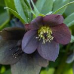 Originais e fascinantes: adote plantas perenes de flores negras