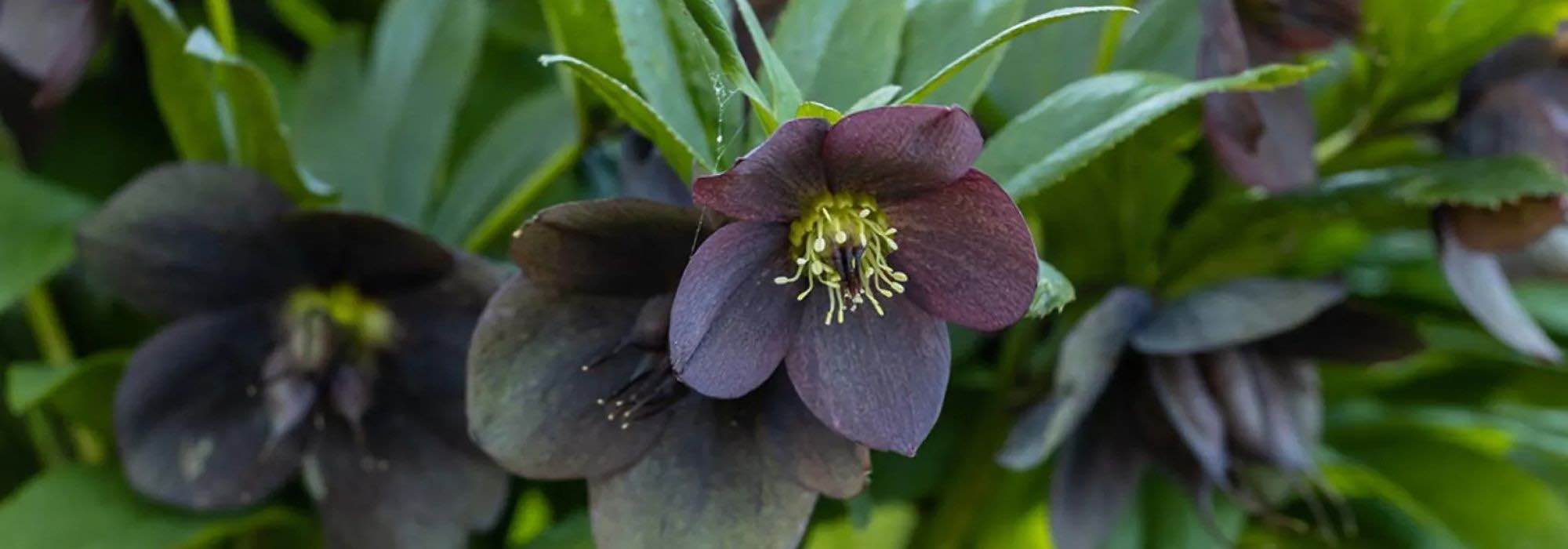 Originais e fascinantes: adote plantas perenes de flores negras
