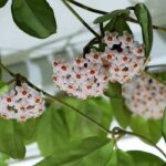 Flor-de-cera: todos os nossos conselhos para os cuidados ao longo das estações