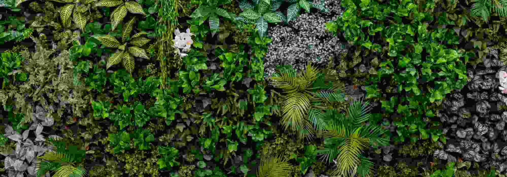Como criar uma parede verde numa varanda?