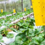 As armadilhas cromáticas: a solução para um jardim sem pragas?