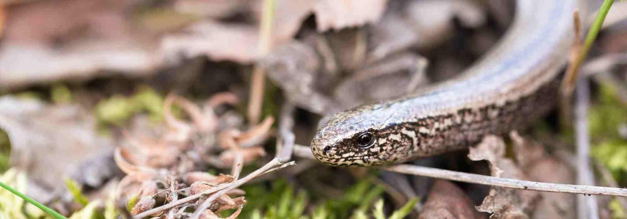 Répteis no jardim: como identificá-los? Como atraí-los?