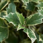 5 azevinhos de folhagem variegada para iluminar o jardim