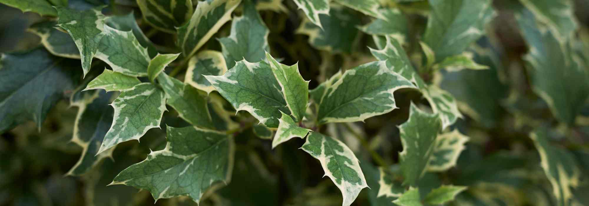 5 azevinhos de folhagem variegada para iluminar o jardim