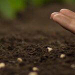 As sementeiras de outono sob abrigo para prolongar a época de jardinagem