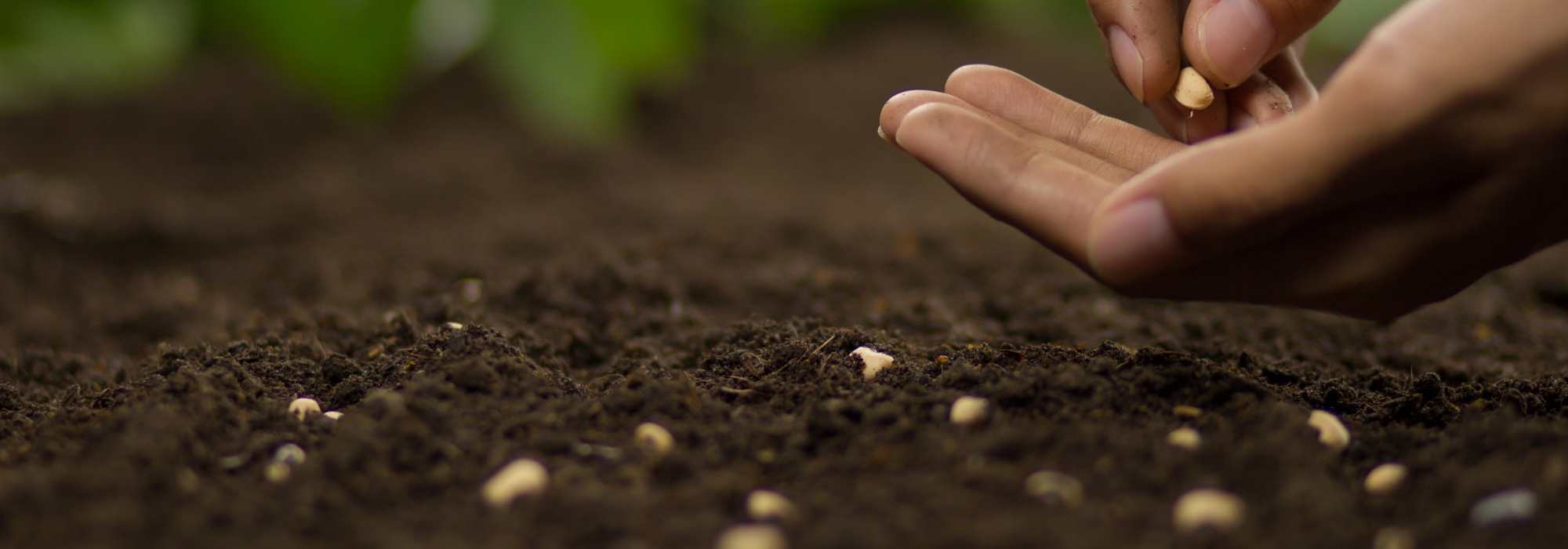 As sementeiras de outono sob abrigo para prolongar a época de jardinagem