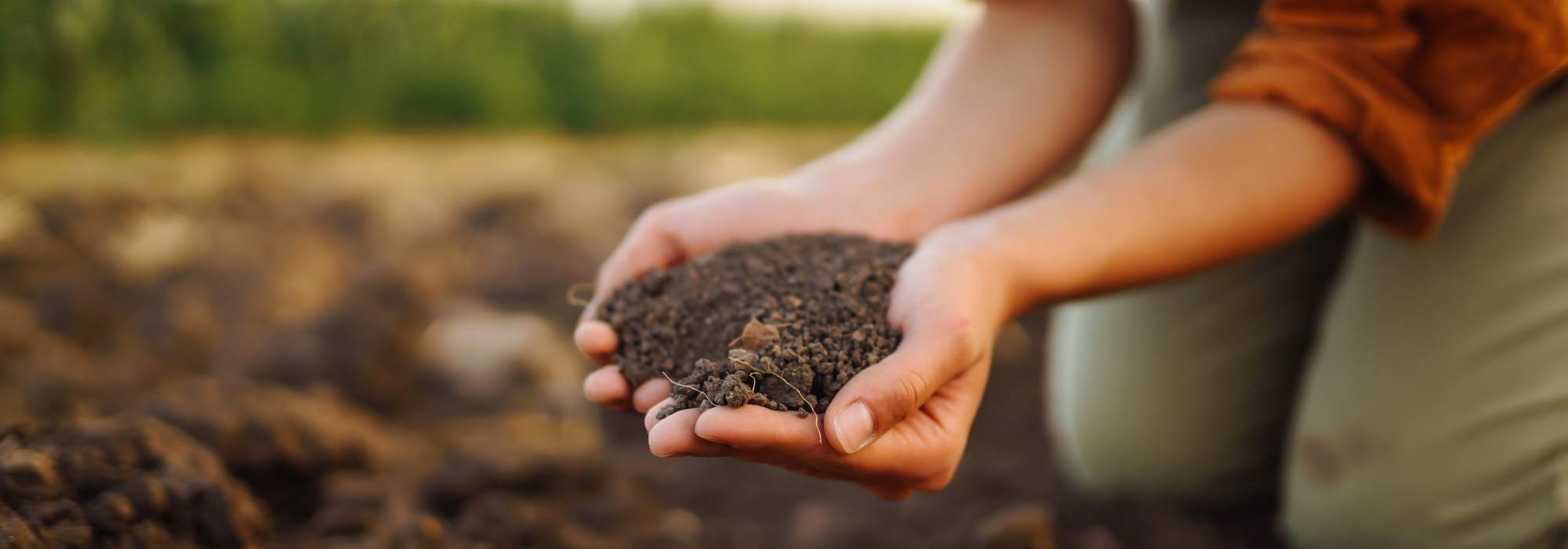 Cultivar uma horta em solo limoso: os nossos conselhos e dicas