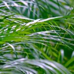 Areca: cultivo, plantação e cuidados com a palmeira de interior