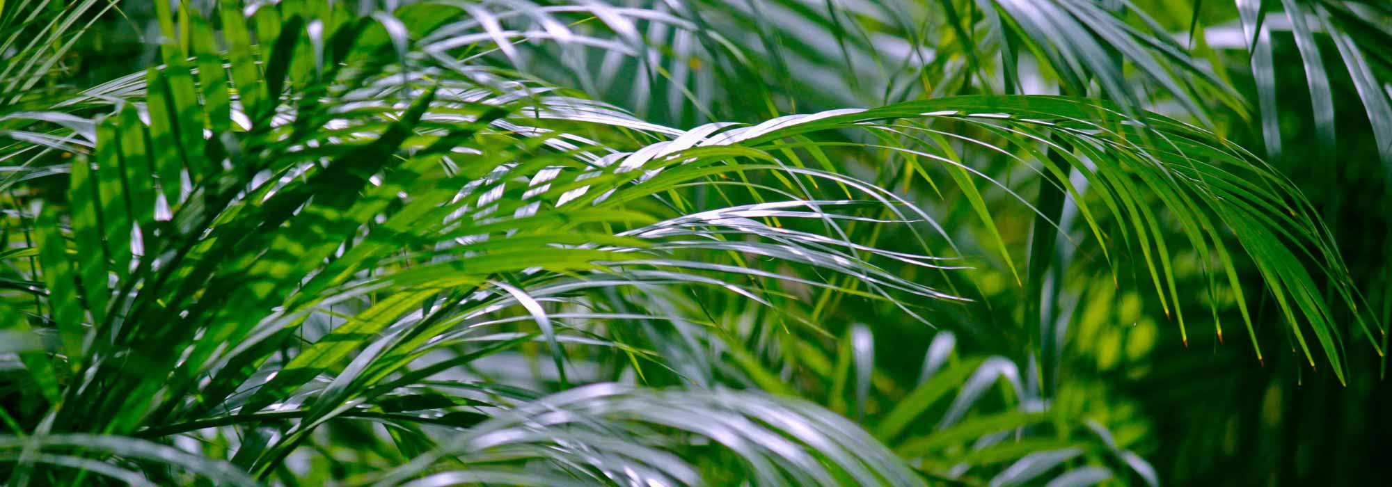 Areca: cultivo, plantação e cuidados com a palmeira de interior