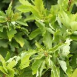 Amieiro-cinzento ‘Monstrosa’: a árvore retorcida que valoriza os pequenos jardins