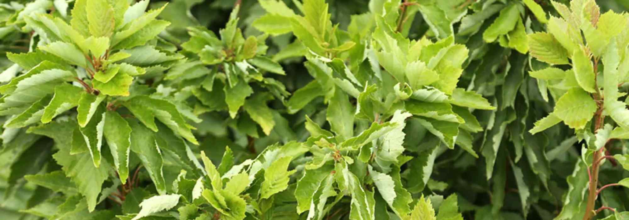 Amieiro-cinzento ‘Monstrosa’: a árvore retorcida que valoriza os pequenos jardins
