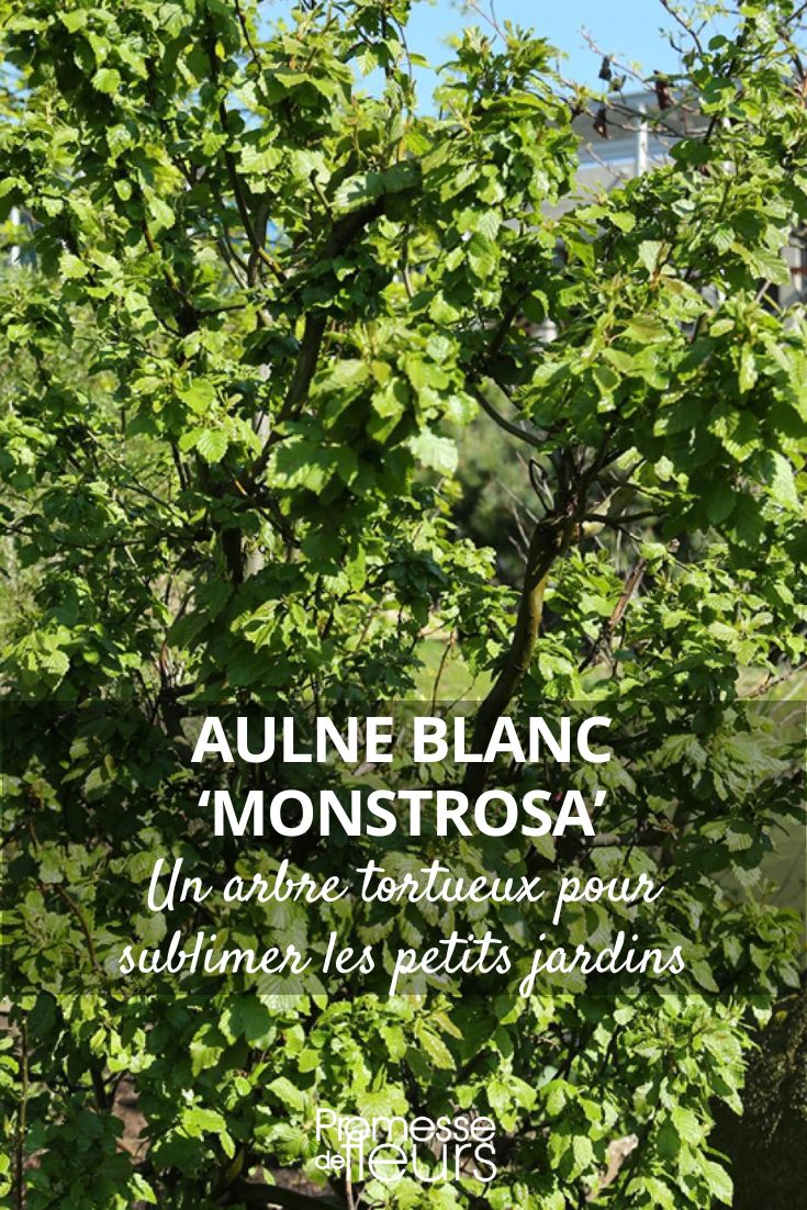 amieiro-cinzento ‘Monstrosa'