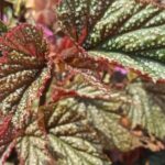 Begónias de interior: cultivar e cuidar