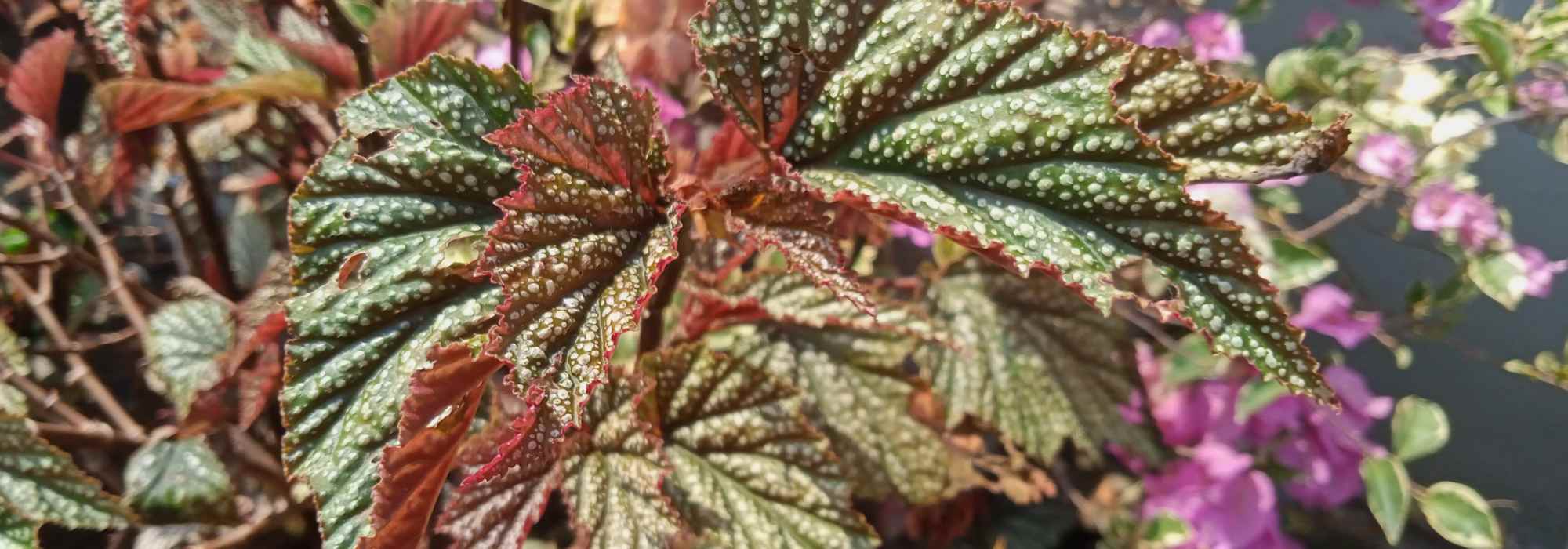 Begónias de interior: cultivar e cuidar