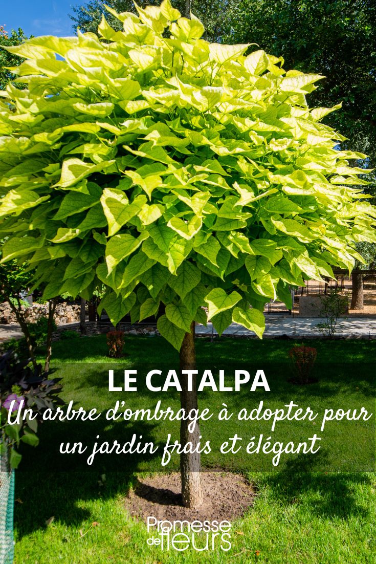 Árvore de sombra: opte pela catalpa para um jardim fresco e elegante