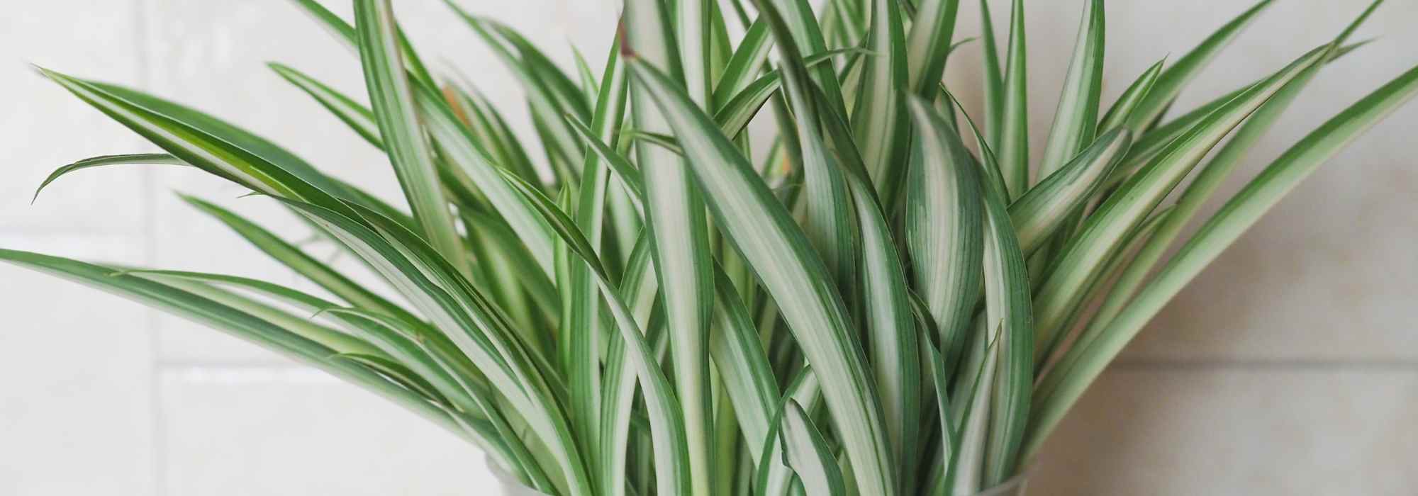 Chlorophytum – planta-aranha: plantar e cultivar