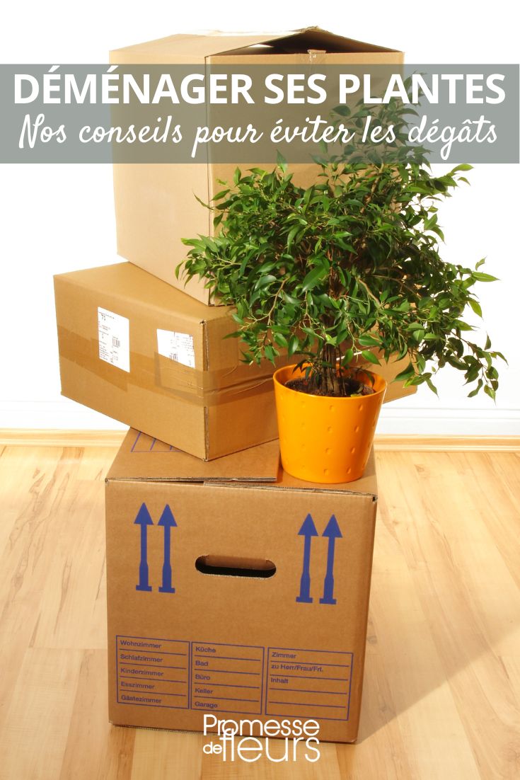 mudanças de casa e plantas