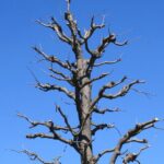 Como e quando podar um castanheiro-da-índia?