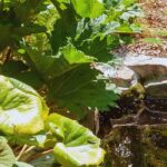 Como plantar vegetação nas margens de um lago?