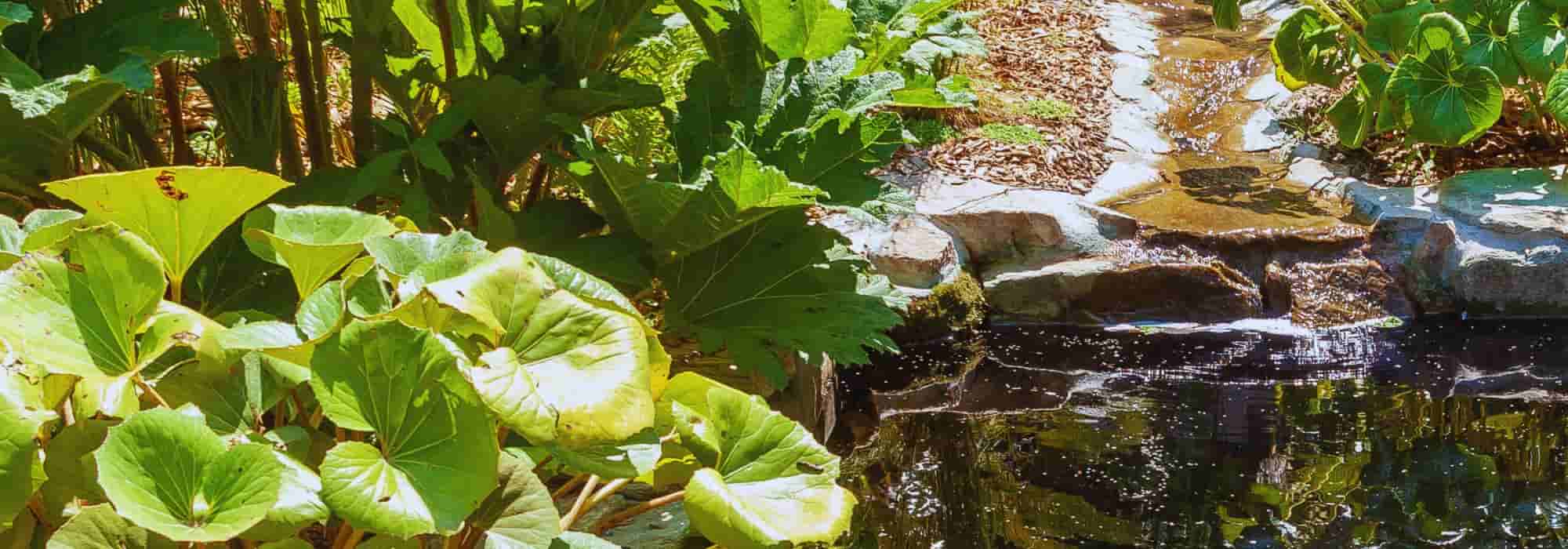 Como plantar vegetação nas margens de um lago?
