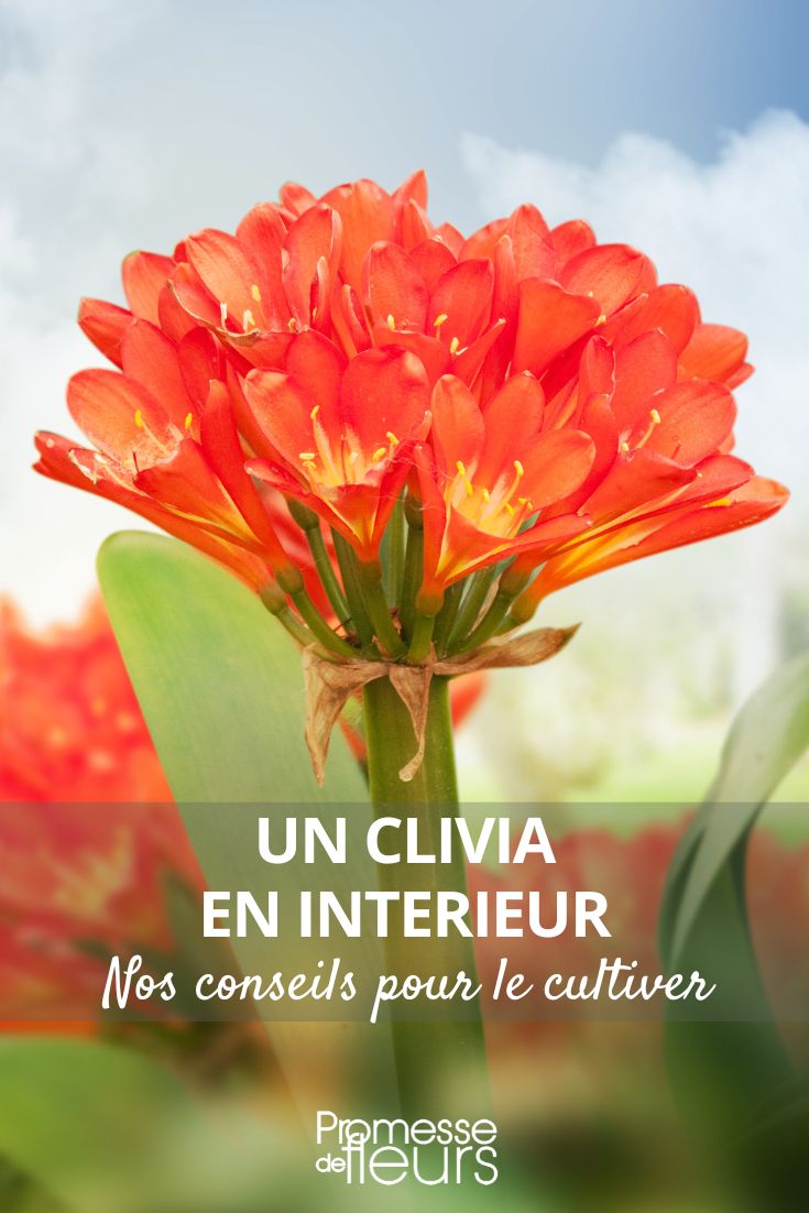 clívia em vaso