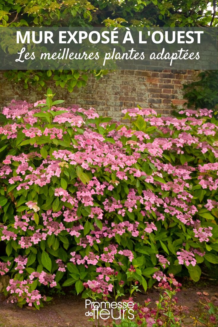 hortênsia