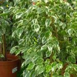 Figueira de interior: cultivar e cuidar