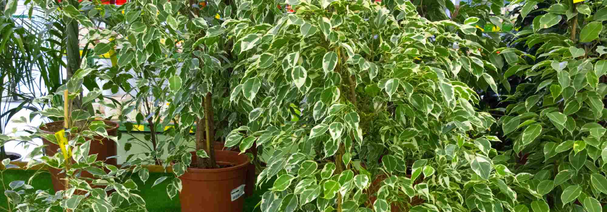 Figueira de interior: cultivar e cuidar