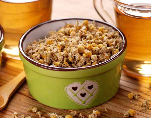 Como preparar uma infusão e uma maceração de camomila para estimular as suas culturas?