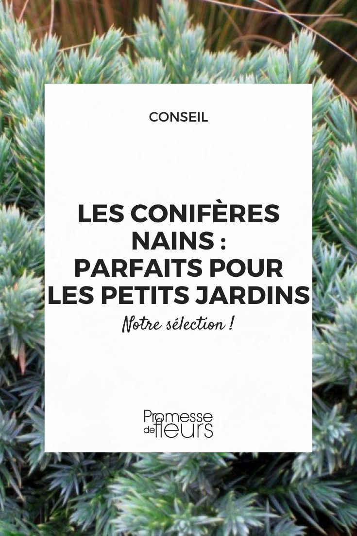 Pequenas coníferas para jardins pequenos