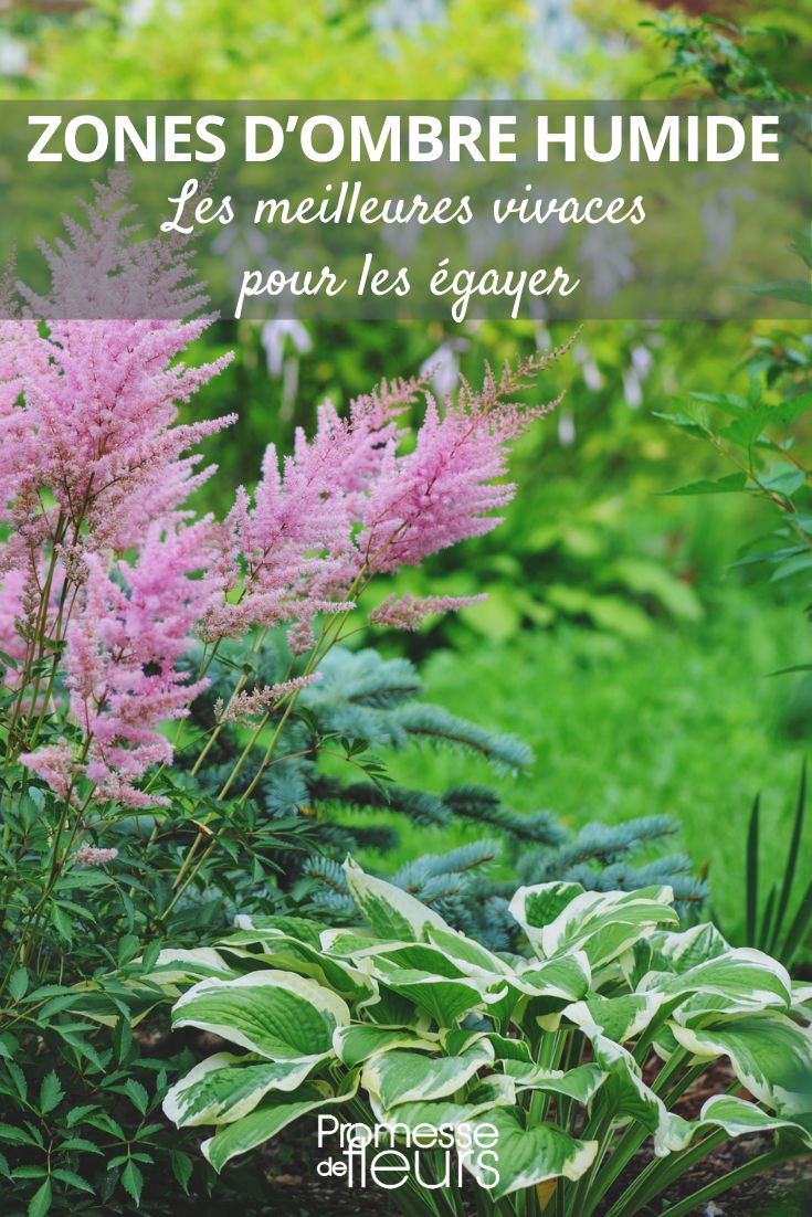 plantas perenes de sombra