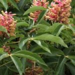Como escolher um castanheiro-da-índia adequado para o seu jardim?