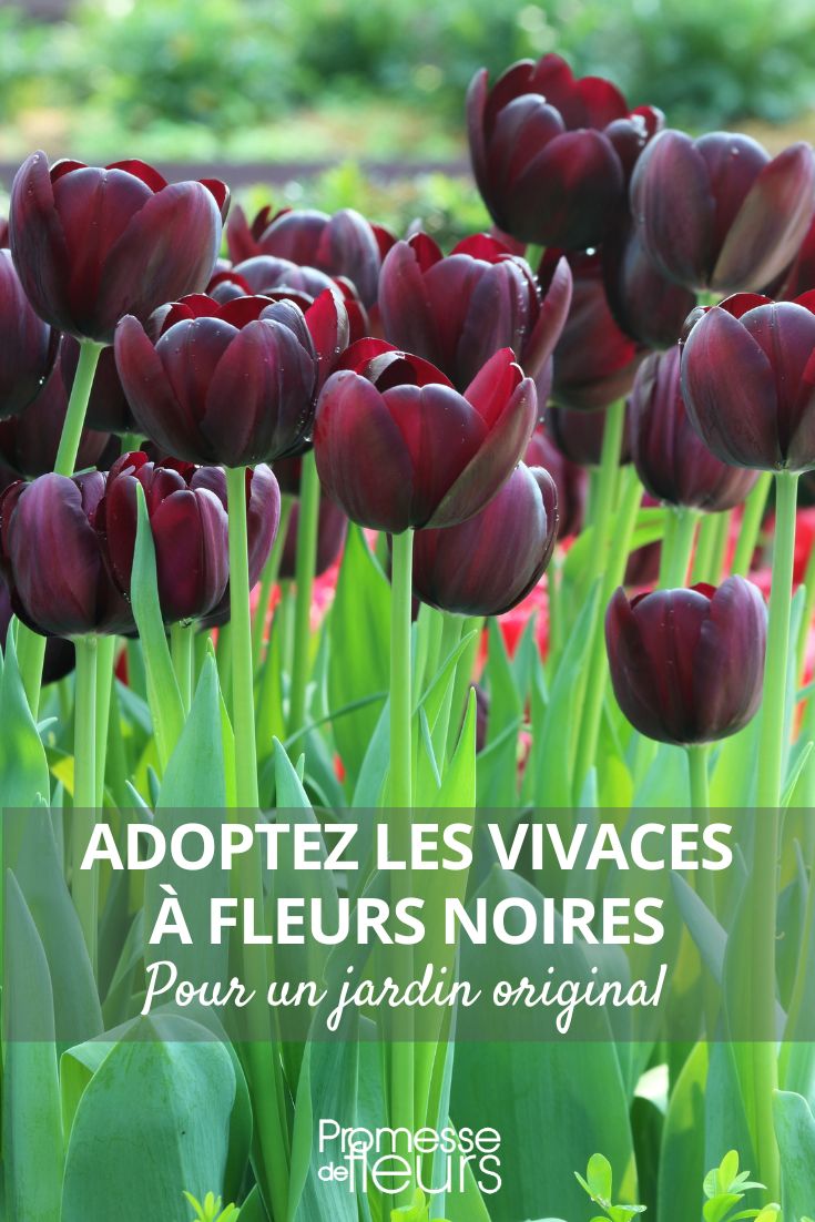 tulipa Triumph ‘Black Jack'