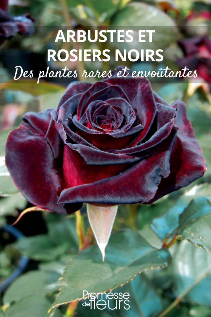 roseira Black Baccara