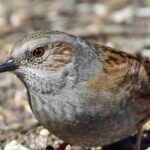 O Tordo-dos-matos: como acolher esta ave útil no jardim?