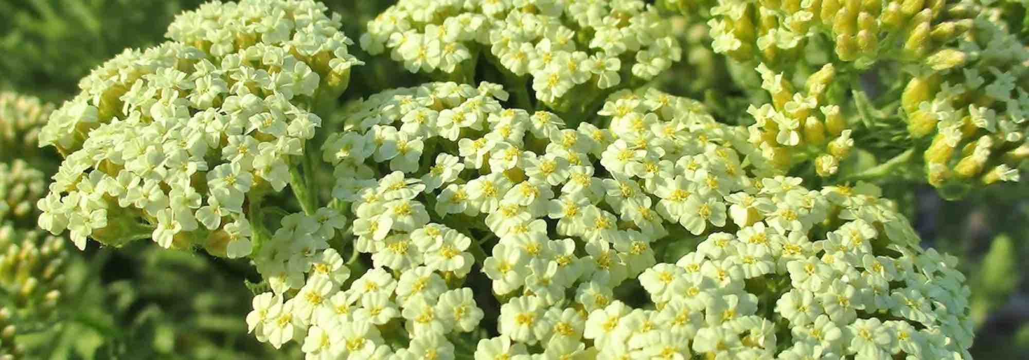 As nossas aquileias persistentes para um jardim bonito durante todo o ano