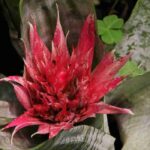 Aechmea: plantação, cultivo e cuidados a ter