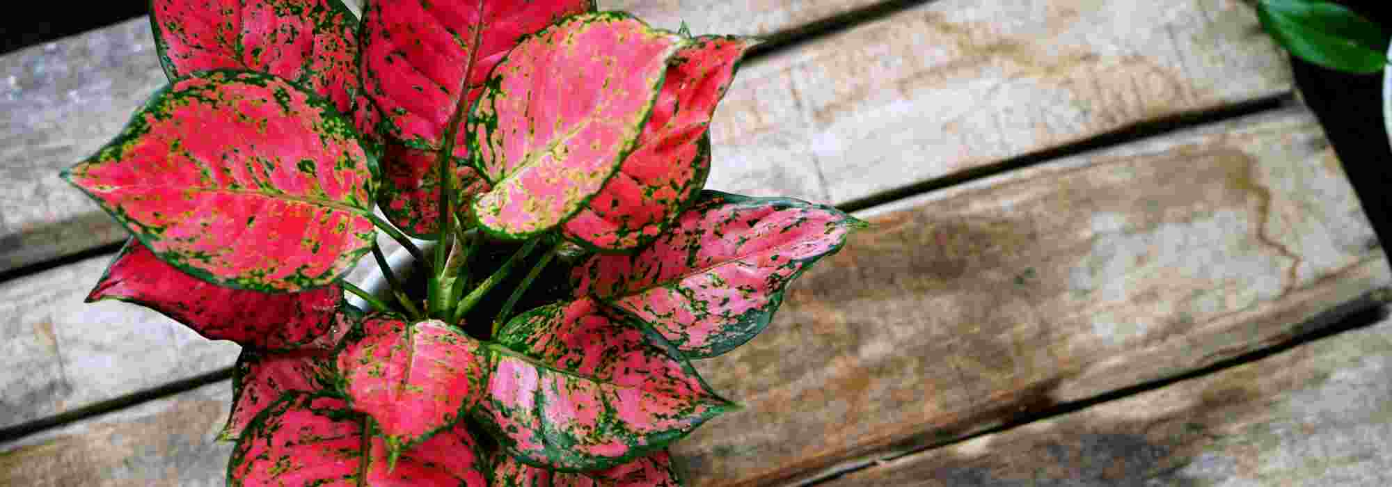 Aglaonema: plantação, cultivo e cuidados 
