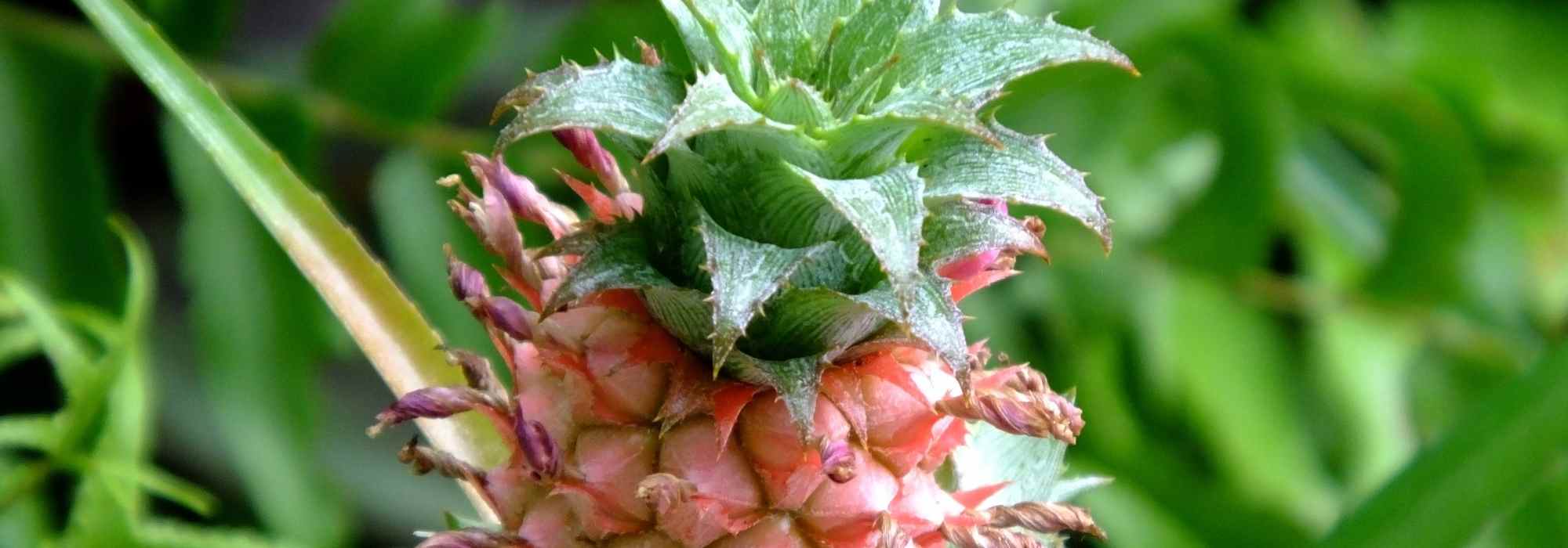 Ananás: plantação, cultivo e multiplicação