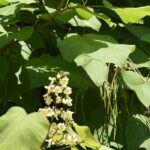 Árvore de sombra: opte pela catalpa para um jardim fresco e elegante