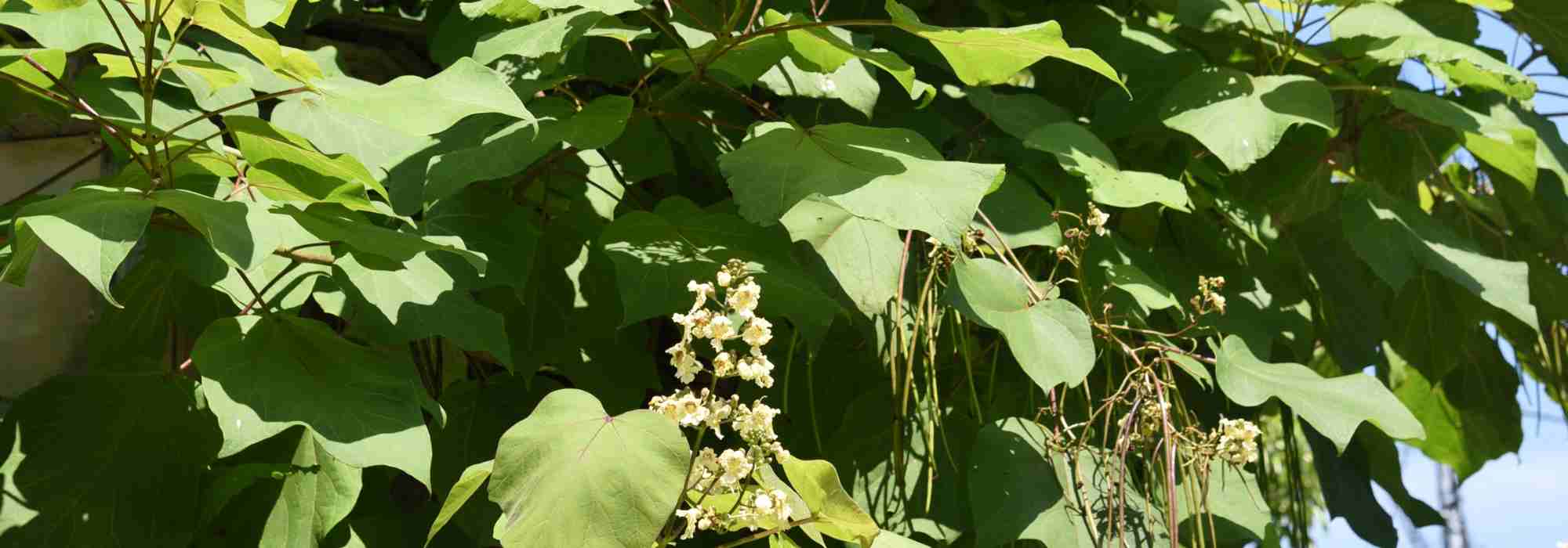 Árvore de sombra: opte pela catalpa para um jardim fresco e elegante