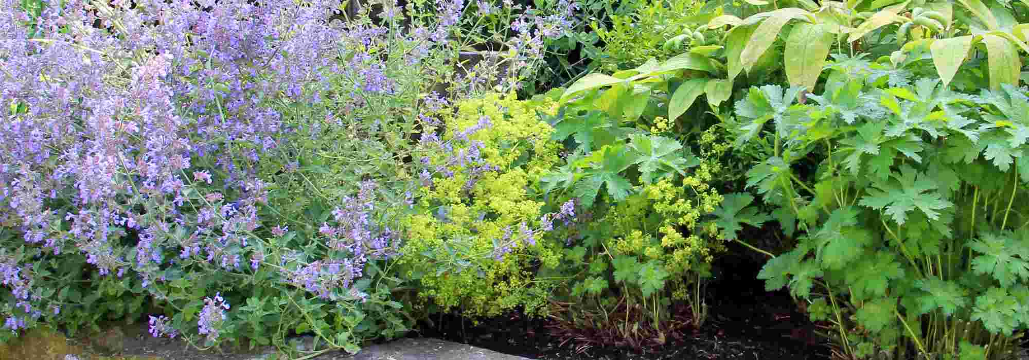 7 belas ideias para combinar as perenes de flores verdes