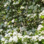 Os nossos pilriteiros de flores brancas indispensáveis para o jardim