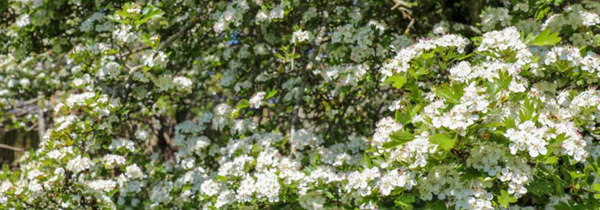 Os nossos pilriteiros de flores brancas indispensáveis para o jardim