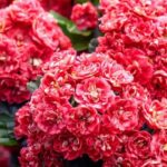 Descubra os pilriteiros com flores cor-de-rosa e vermelhas