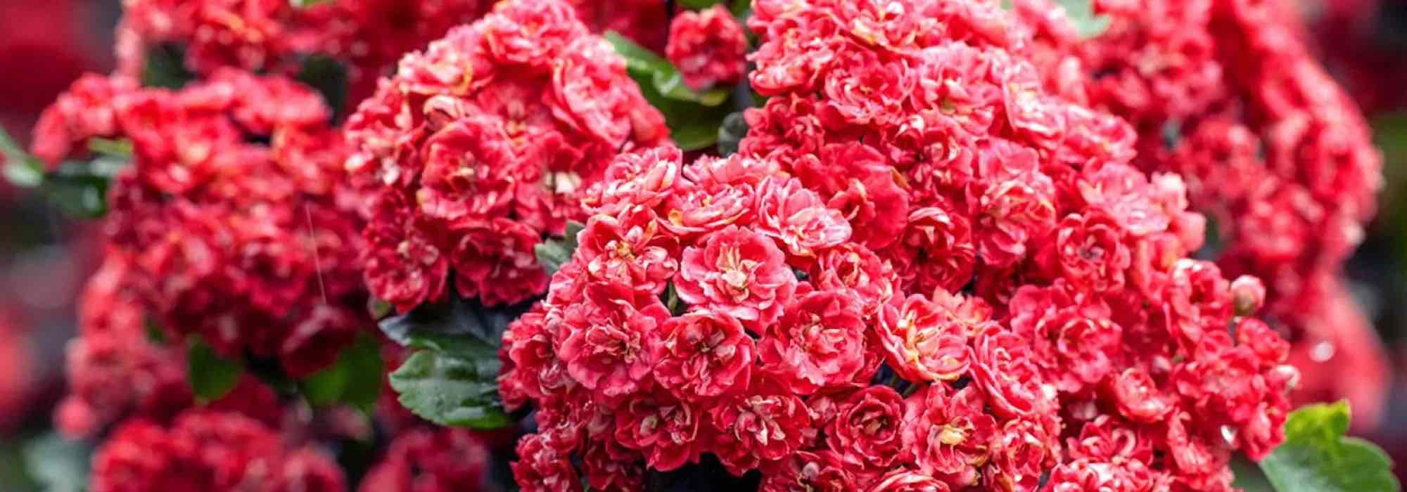 Descubra os pilriteiros com flores cor-de-rosa e vermelhas